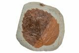 Fossil Leaf (Davidia) - Montana #215519-1